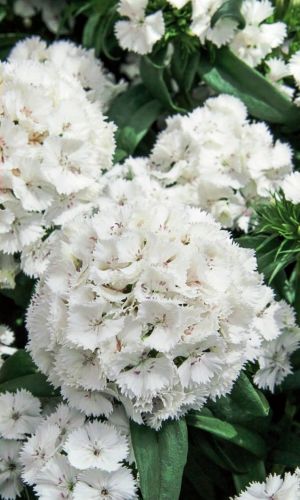 Гвоздика турецкая БЕЛАЯ КОРОЛЕВА