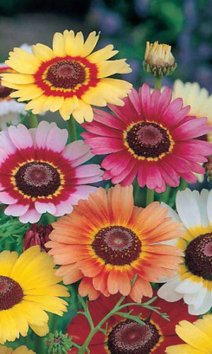 Хризантема килеватая СМЕСЬ ОКРАСОК