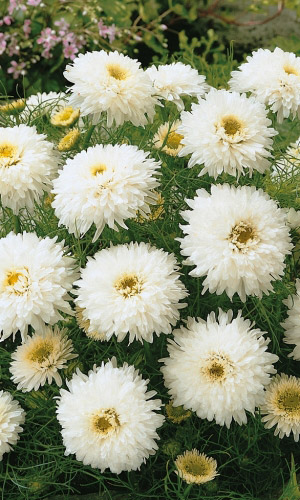 Хризантема НАРЯД НЕВЕСТЫ