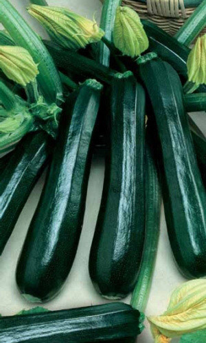 Кабачок ЧЁРНЫЙ КРАСАВЕЦ