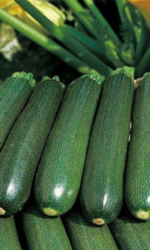 Кабачок ЧУДО ЛЕНТЯЯ