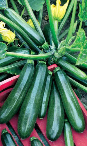 Кабачок ЦУКЕША цукини (большой пакет)