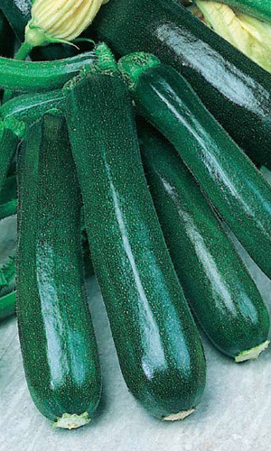 Кабачок ЧЁРНОЕ ЗОЛОТО цукини