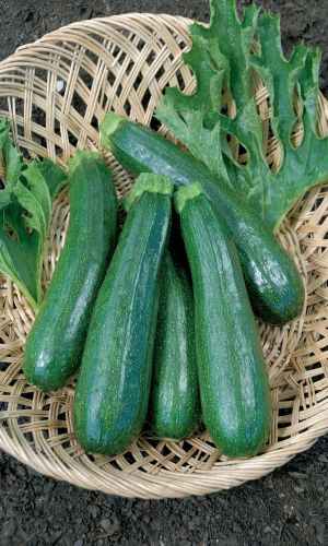 Кабачок ГОРДОСТЬ УРАЛА