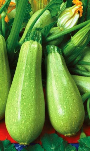 Кабачок ГРИБОВСКИЙ 37