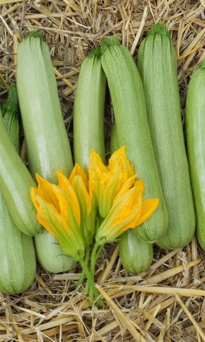 Кабачок КАВИЛИ F1