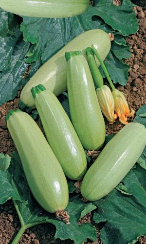 Кабачок КОМАРИК F1