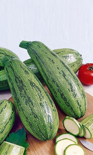 Кабачок КУАНД