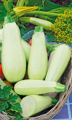 Кабачок КУСТОВОЙ