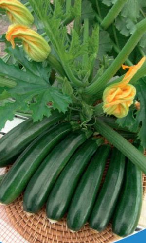 Кабачок СЕМЁНОВНА