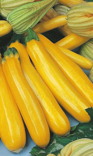 Кабачок СИБИРСКОЕ ЗОЛОТО