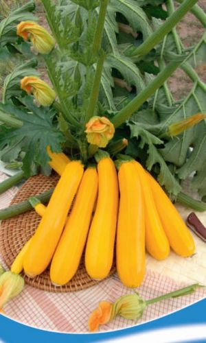 Кабачок СПЕЛОЕ СОЛНЦЕ®