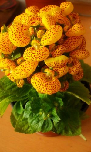 Кальцеолярия ДАИНТИ ЕЛЛОУ ВИЗ СПОТС F1