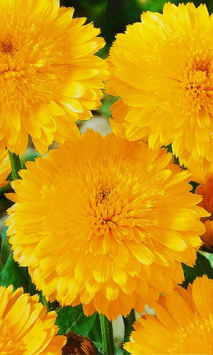 Календула КАБЛУНА ГОЛД