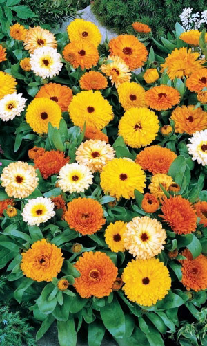 Календула МАЛЕНЬКАЯ ФЕЯ