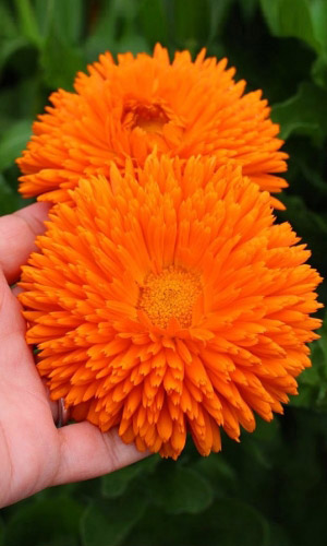 Календула РАДИО