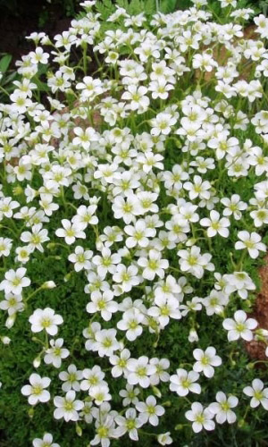 Камнеломка арендса БЕЛЫЙ КОВЁР