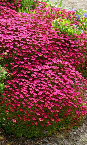 Камнеломка арендса ПУРПУРНЫЙ КОВЁР