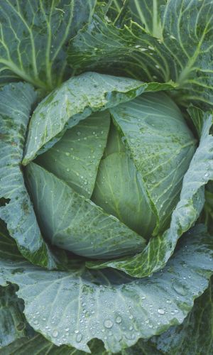 Капуста АМАГЕР 611 (большой пакет)