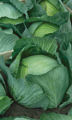 Капуста АМАГЕР 611