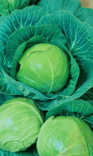 Капуста АВРОРА F1