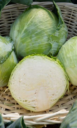 Капуста БИРЮЧЕКУТСКАЯ 138, серия +50% БЕСПЛАТНО!