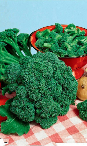 Капуста брокколи ЛИНДА