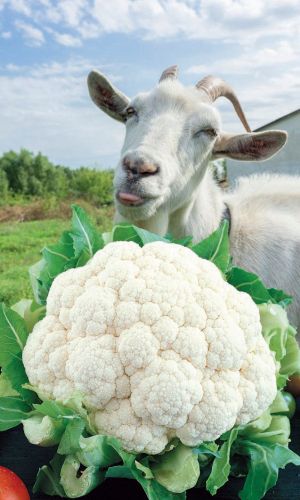 Капуста цветная КОЗА ЕГОЗА гелевое драже