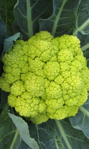 Капуста цветная ЗЕЛЁНАЯ ЧЕРЕПАХА