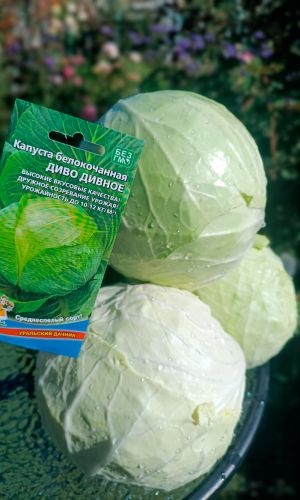 Капуста ДИВО ДИВНОЕ