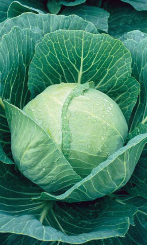 Капуста ЭКСПРЕСС F1