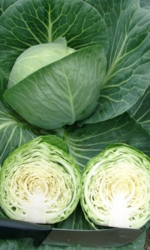 Капуста КАЗАЧОК F1