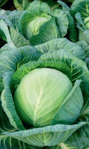 Капуста КОЛОМЕНСКАЯ