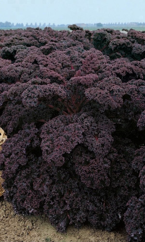 Капуста листовая (кале) МАЛИНОВКА