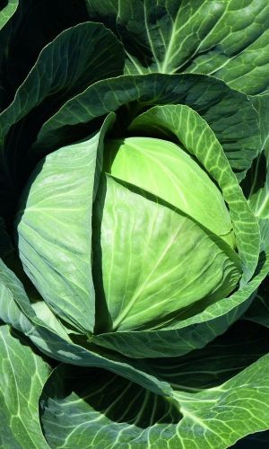 Капуста МОСКОВСКАЯ ПОЗДНЯЯ 15 (большой пакет)