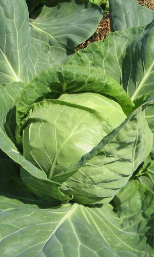 Капуста ПОДАРОК (большой пакет)