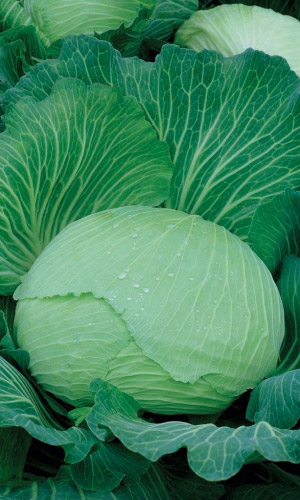 Капуста САХАРНАЯ КОРОЛЕВА F1