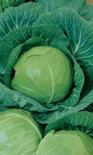 Капуста САНЬКИНА ЛЮБОВЬ F1 ®