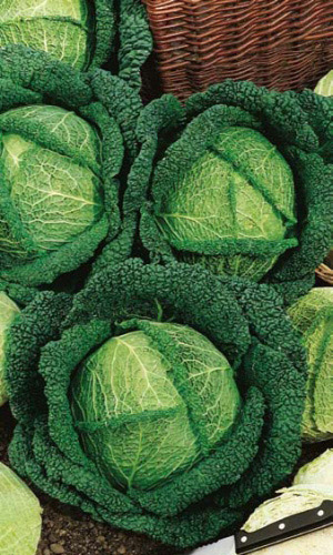 Капуста савойская ВОЛОГОДСКИЕ КРУЖЕВА