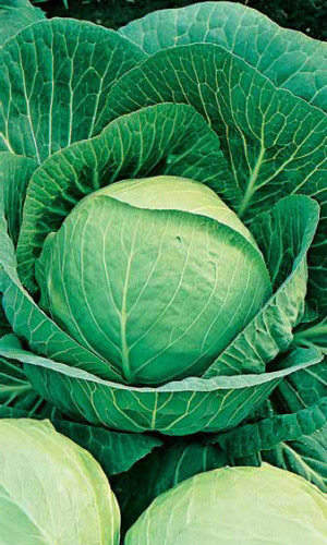 Капуста СЛАВА 1305