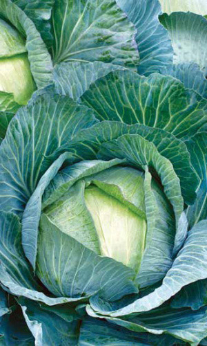 Капуста ТЁЩА ЛЮБИМАЯ