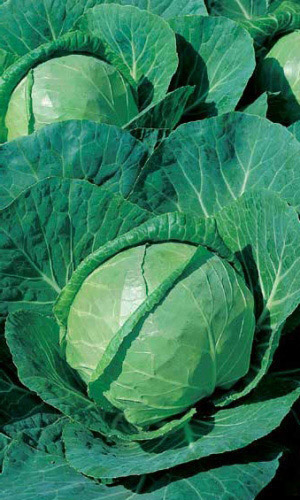 Капуста ЗИМОВКА 1474