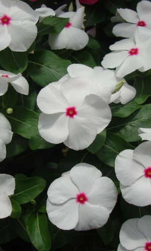 Катарантус ВУЛКАН ПОЛКА F1