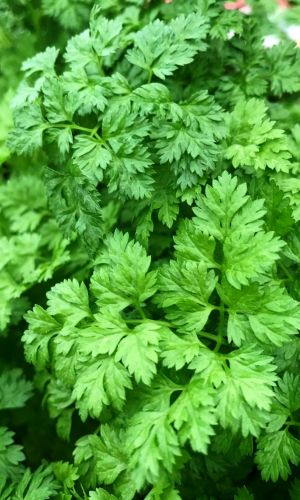 Кервель АРОМАТНЫЙ — Трава для гурманов и ценителей! Аромат с нотками петрушки и тархуна! Удивите семью новыми вкусами привычных блюд!