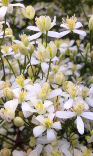 Клематис прямой БЕЛЫЙ