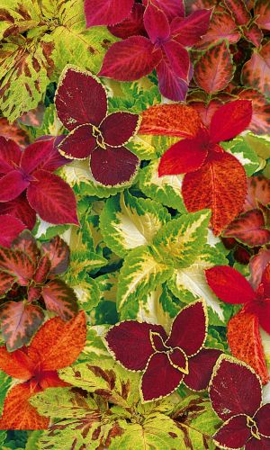 Колеус РАДУГА