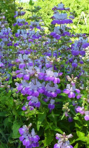 Коллинсия разнолистная ПУРПУРНАЯ ПАГОДА