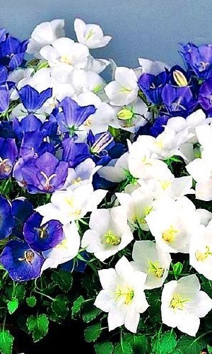 Колокольчик карпатский МИКС