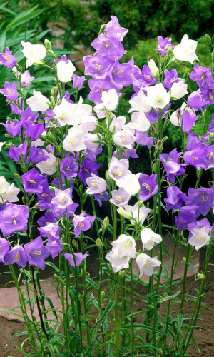 Колокольчик персиколистный МИКС