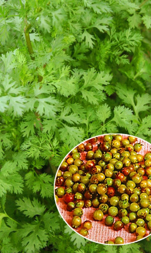 Кориандр (Кинза) ЯНТАРЬ